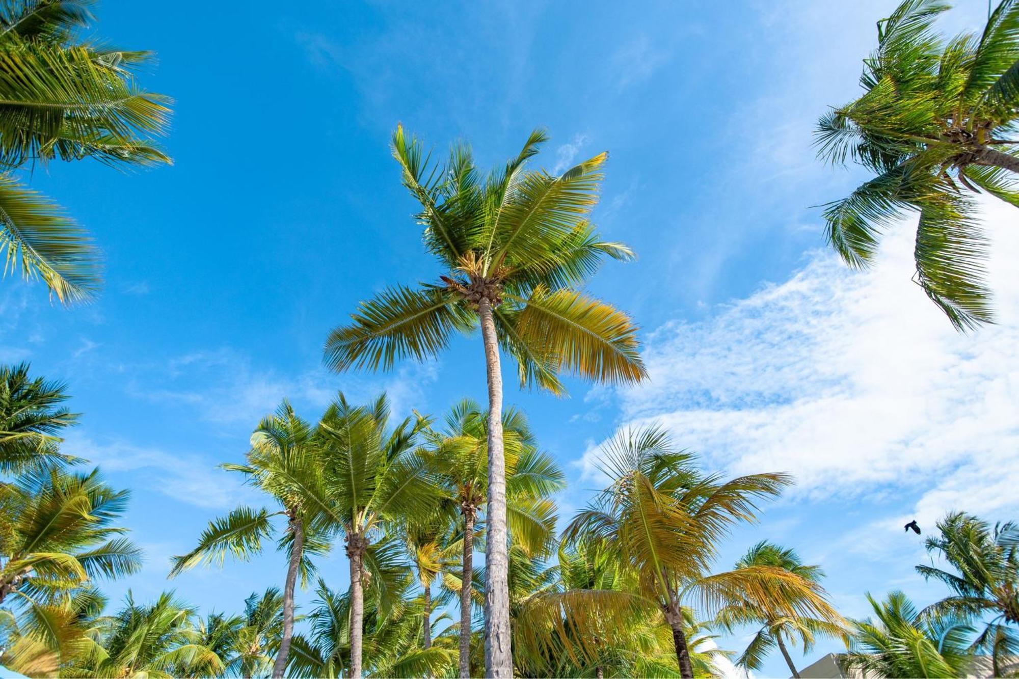 Courtyard By Marriott Isla Verde Beach Resort San Juan Exterior photo